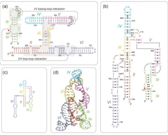 Figure 1.6.  Structures de l’état ouvert du ribozyme VS en trans obtenu par RMN.  (a) Structure  secondaire