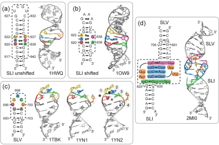 Figure 1.8.  Structures  RMN  et  structures  secondaires  des  sous-domaines  du  ribozyme  VS  impliqués dans la reconnaissance du substrat