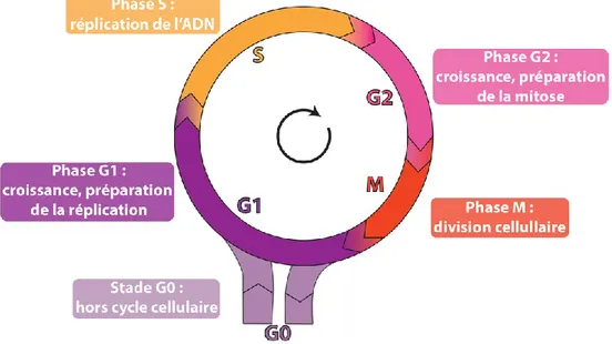 Figure 1.  Représentation schématique de la quiescence et des quatre phases du  cycle cellulaire (1)