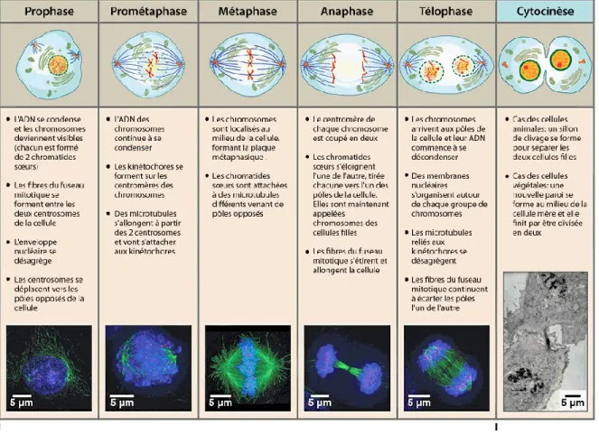 Figure 3.  Shéma descriptif des différentes étapes qui constituent la mitose (13)  . 
