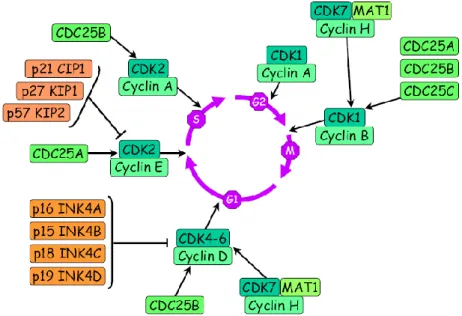 Figure 4.  Implication des CDK-Cycline, des CKI et des phostphatases CDC25  dans la régulation du cycle cellulaire (21)