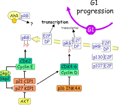 Figure 5.  Interactions entre mécanismes post-traductionnels et transcriptionnels  pour la régulation du cycle cellulaire : exemple de la progression en phase G1 
