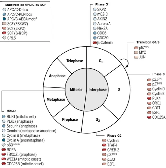 Figure 7.  Les substrats des complexes SCF et APC/C au cours du cycle  cellulaire. Adaptée de (44)