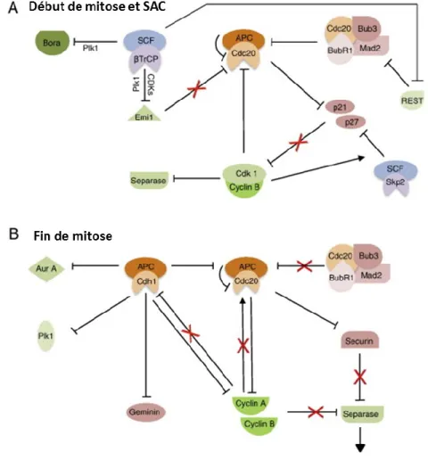 Figure 9.  Mécanismes de régulations par SCF et APC/C durant la mitose. A :  Début de la mitose et B : Fin de la mitose