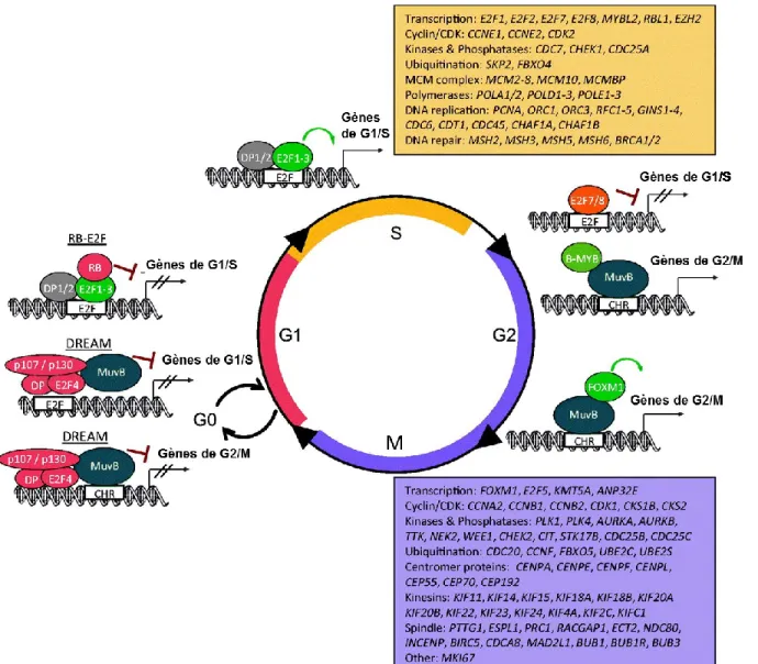 Figure 10.  L’implication des facteurs E2Fs, RBs, DPs, MuvB et FOXO dans la  régulation transcriptionnelle de l’expression des gènes impliqués dans la 