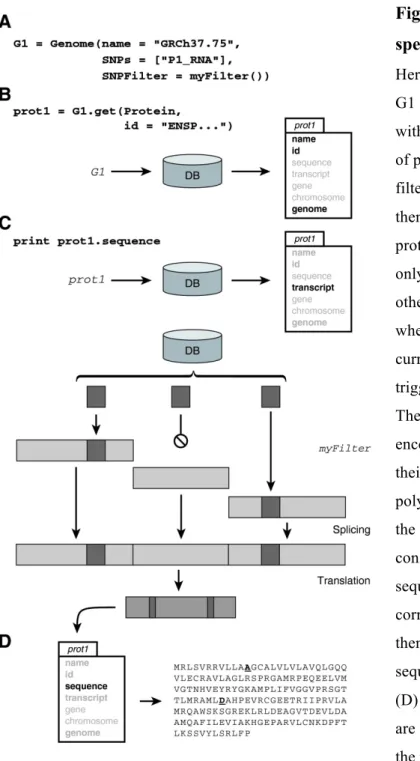 Figure  1.  Extracting  the  subject- subject-specific  sequence  of  a  protein.   (A)  Here we instantiate a personalized genome  G1 by providing the Genome constructor  with the name of a reference genome, a set  of polymorphisms and a user defined SNP 