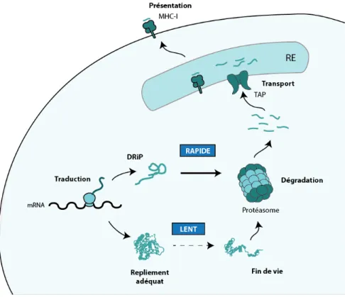 Figure 1. Présentation des MIP à la surface cellulaire.  Le processus commence par la traduction  de mRNA et le repliement de la protéine