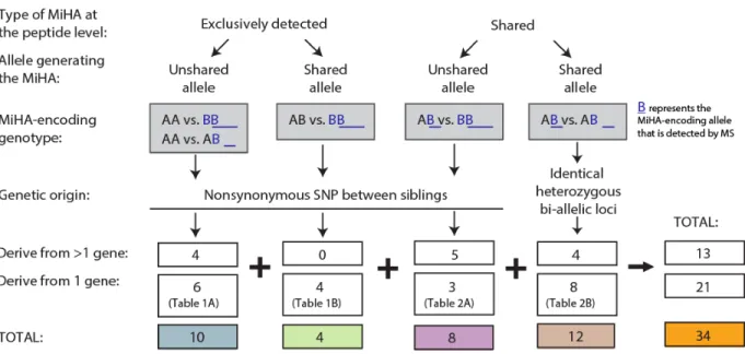 Figure 4. Overview of MiHAs identified following analysis of genomic and peptidomic data  from our two subjects