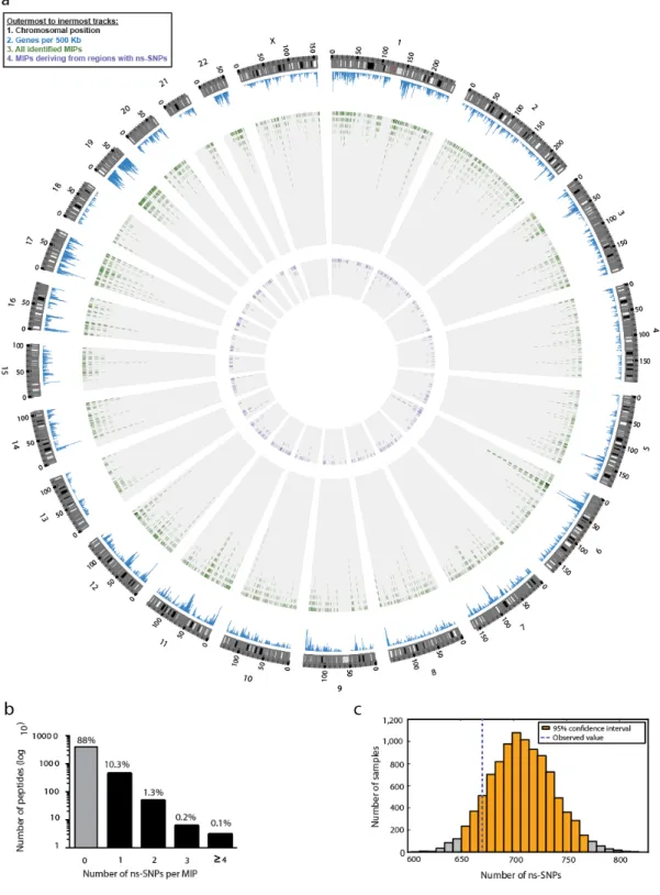 Figure 6. Frequency of ns-SNPs in the MIP coding exome.  (a) Circos plot illustrates the relative  proportion of polymorphic MIPs (n = 536) in the immunopeptidome and the genomic location of their  coding loci