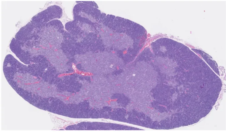 Figure 1.1 | Morphologie du thymus  Le thymus est composé d’un cortex à  haute densité cellulaire  (violet foncé)  et  d’une médulla (violet pâle), de plus faible  densité