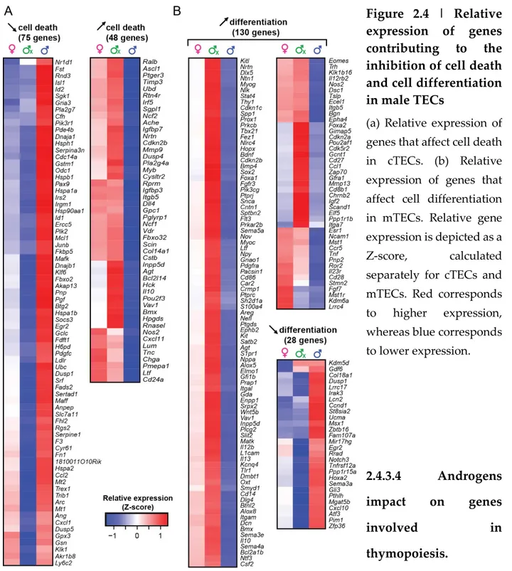 Figure  2.4  | Relative  expression of genes  contributing to the  inhibition of cell death  and cell differentiation  in male TECs
