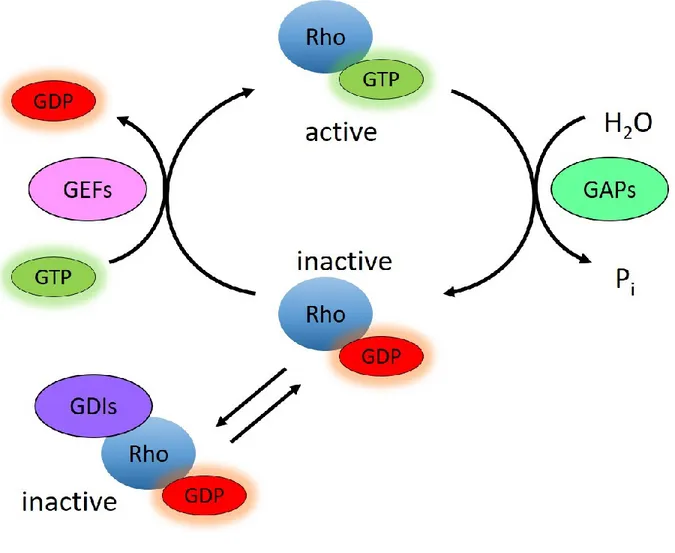 Figure 1.3.1 GDP-GTP cycle of RHO GTPases 