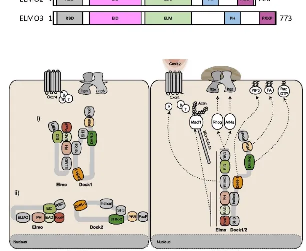 Figure  1.3.4  ELMO  family  of  proteins  and  their  regulation  of  DOCK  protein  localization 