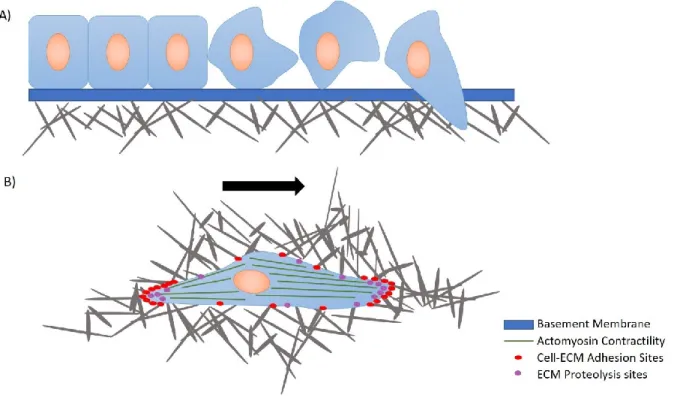 Figure 1.4.1 Cell movement mechanism  