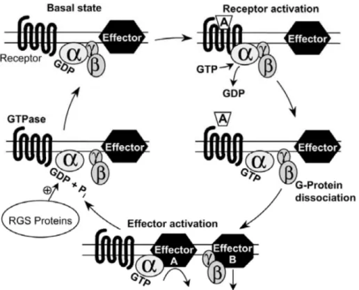 Figure 3: Boucle d'activation des protéines G hétérotrimériques. La lettre A  représente un agoniste (Offermanns, 2003)