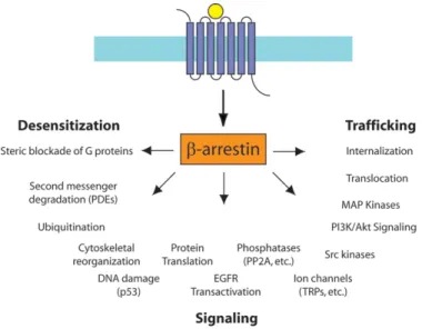 Figure 4 : Spectre de la signalisation intracellulaire médié par la  β -arrestine 