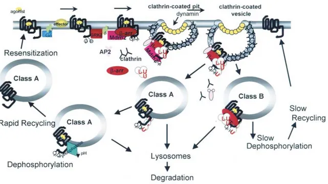 Figure 5: Classification d'interaction de la β-arrestine avec les 7TMRs. Le transport  intracellulaire  des  7TMRs  dépend  de  leur  type  d’interaction  avec  la  β-arrestine  soit  la  classe A ou B (Shenoy and Lefkowitz, 2003a)