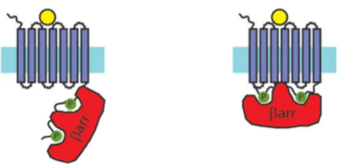 Figure 6 : Mécanisme d’activation structurel et différentiel de la  β -arrestine.  