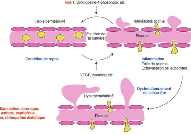 Figure 1.1 Régulation dynamique de la perméabilité vasculaire 