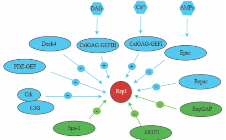 Figure 1.9 Réseau de signalisation Rap1 