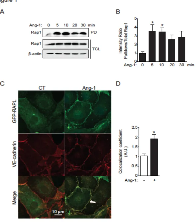 Fig 1: Ang-1 activates Rap1 and induces RAPL accumulation at cell-cell junctions 