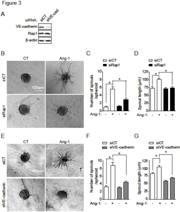 Fig  3:  Rap1  and  VE-cadherin  are  required  for  Ang-1-induced  sprouting  of  BAECs 