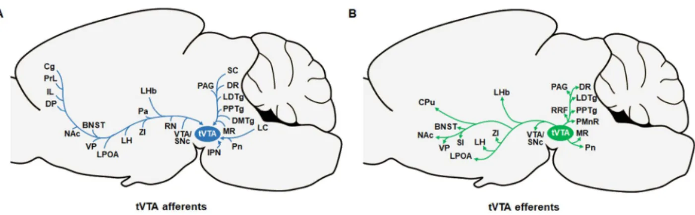 Figure 9: Main afferents and efferents of the tVTA. This schematic illustrates some of the major 