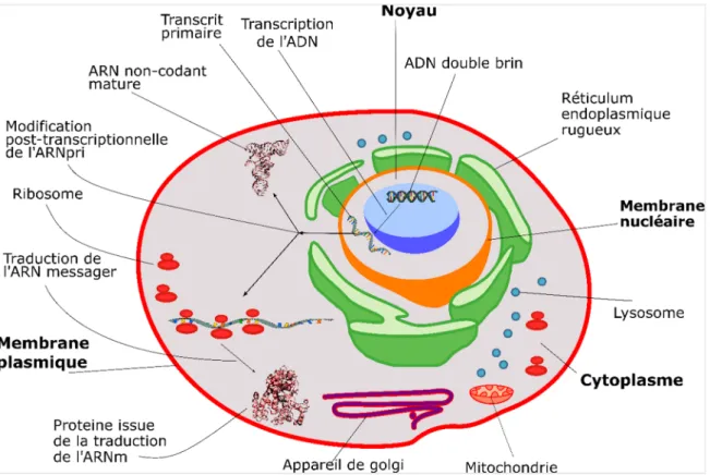 Figure 1-1 - Représentation des composantes de la cellule eucaryote et d’un modèle simpliste  d’expression de l’ADN