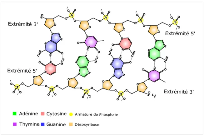 Figure  1-2  -  Représentation  d’une  séquence  d’ADN  double  brin  formé  de  quatre  nucléotides  appariés