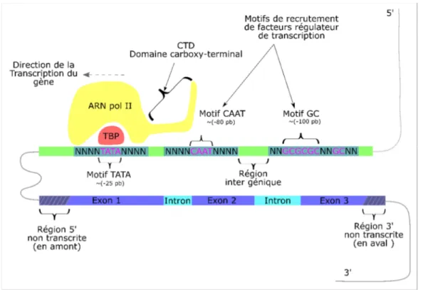 Figure 1-4 - Représentation de la structure d'un gène eucaryote et ses régulateurs de transcription 