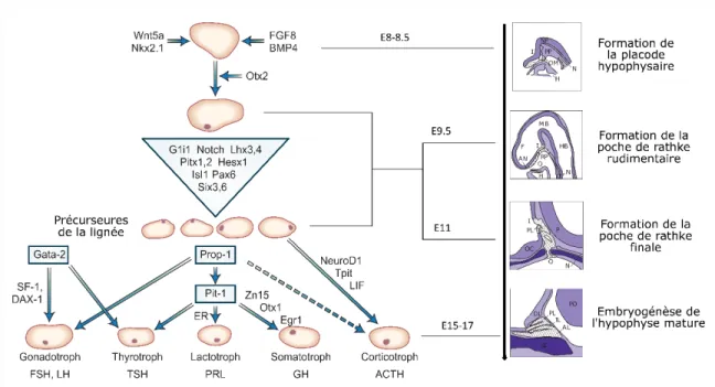 Figure 2-2 - Développement embryonnaire de la glande hypophysaire et sa composition en cellules  spécialisées