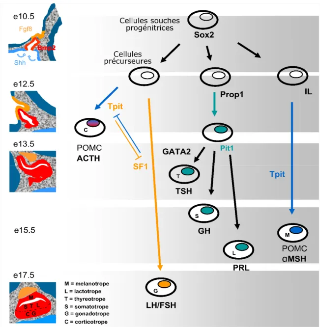 Figure 2-4 - Différenciation séquentielle des cellules de l’antéhypophyse sous l’effet d’activation de  différents facteurs génétiques.