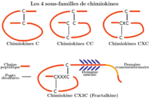 Figure 1.4 Représentation schématique des différentes sous-familles des  chimiokines. (Figure créée par Kohida et al, 2007) 