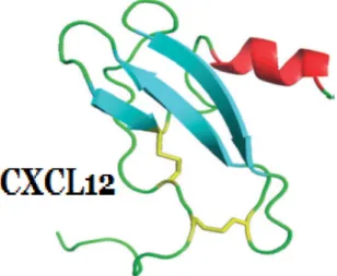Figure 1.7  Structure de la chimiokine CXCL12 (SDF-1) déterminée par  spectroscopie par résonnance magnétique nucléaire