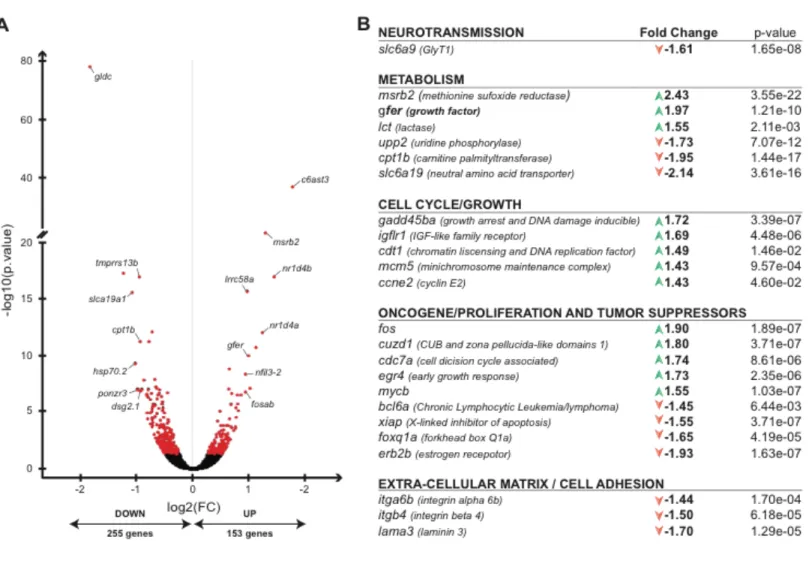 Figure	 IV.4:	 Transcriptomics	 analysis	 reveals	 differences	 in	 the	 expression	 of	 cell	 cycle,	 proliferation,	 and	 metabolism-related	genes	in	the	gldc	-/-	mutants.	A.	RNA	sequencing	analysis	of	7	dpf	larvae	reveals	that	408	