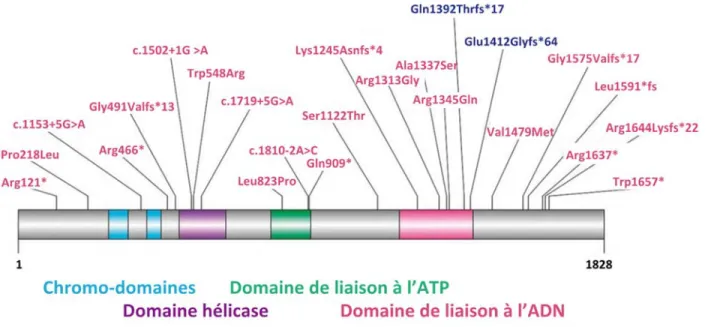 Figure 1.4.1 Domaines fonctionnels et variations génétiques identifiées dans le gène 