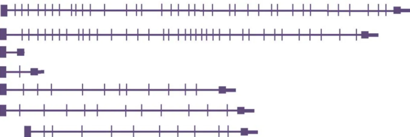 Figure 1.4.2 Différents isoformes du gène CHD2, selon la version 37 du génome  humain (Hg37) de la base de données de l’université de Californie à Santa Cruz  (UCSC)