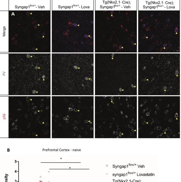 Figure  7.  Lovastatin  treatment  did  not  reduce  mTOR  hyperactivation  in  Tg(Nkx2.1-Cre);  Syngap1 flox/+      mice