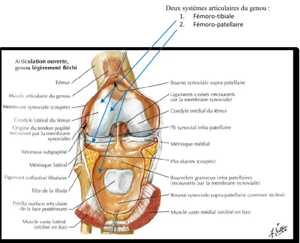 Figure 3. Deux systèmes articulaires du genou : Fémoro-tibiale et Fémoro-patellaire  Reproduite et adaptée de l’Atlas d’anatomie humaine de Netter (2011)