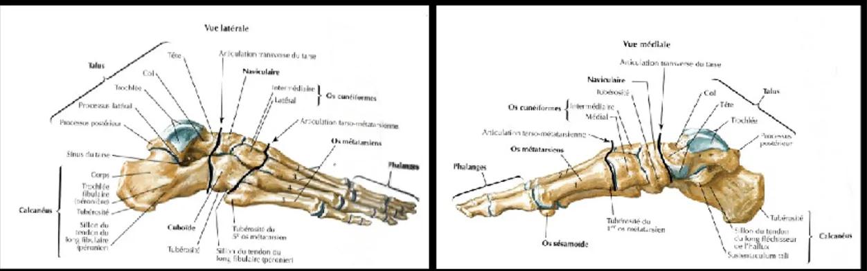 Figure 9. Structure osseuse du pied droit : Vue latérale et médiale.  Reproduite et adaptée de l’Atlas d’anatomie humaine de Netter (2011) 