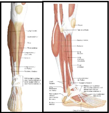 Figure 11. Principaux muscles de la cheville vue antérieur et médiale   Reproduite et adaptée de Marieb (1998) 
