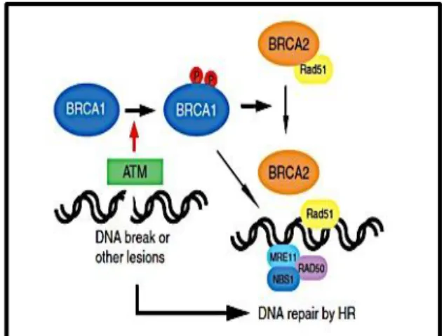 Figure 6.  A schematic of BRCA proteins repairing damaged DNA. BRCA1 is phosphorylated by 
