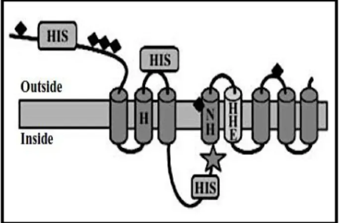 Figure 7.  Schematic  representation  of  LIV-1  protein  structure.  The  fifth  transmembrane  domain 