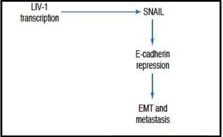 Figure 8.  Schematic  illustrating  the  relationship  between  the  zinc  transporter  LIV-1  and  the  transcription factor Snail, linking E-cadherin to both metastasis and development