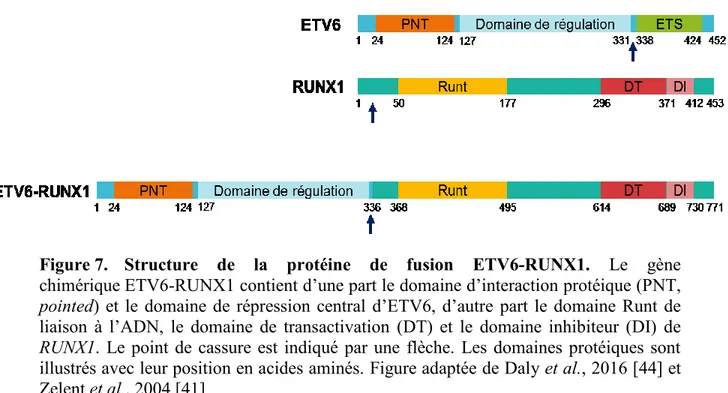 Figure 7.  Structure  de  la  protéine  de  fusion  ETV6-RUNX1.  Le  gène 