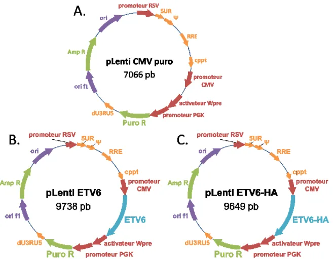 Figure 11.  Plasmides  utilisés  pour  la  surexpression  d’ETV6  et  ETV6-HA. 