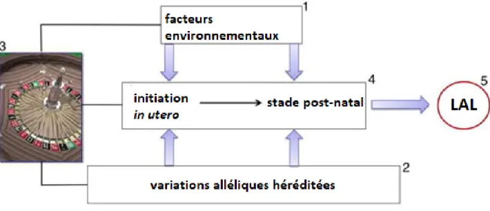 Figure  4.  Les  causes  de  la  LAL  de  l’enfant.  1)  facteurs  environnementaux  exogènes  (infection)  et  endogènes  (inflammation,  stress  oxydatif)  2)  Les variations alléliques héréditées 3) et le hasard est impliqué dans le  développement  de  