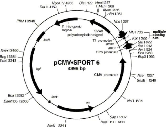 Figure 13. Structure du plasmide pCMV-SPORT6 [125]. 