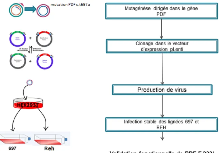 Figure 14. Schéma de l’approche mise en place pour générer les formes sauvage  et mutée (mutation c.t697a) du gène PDF