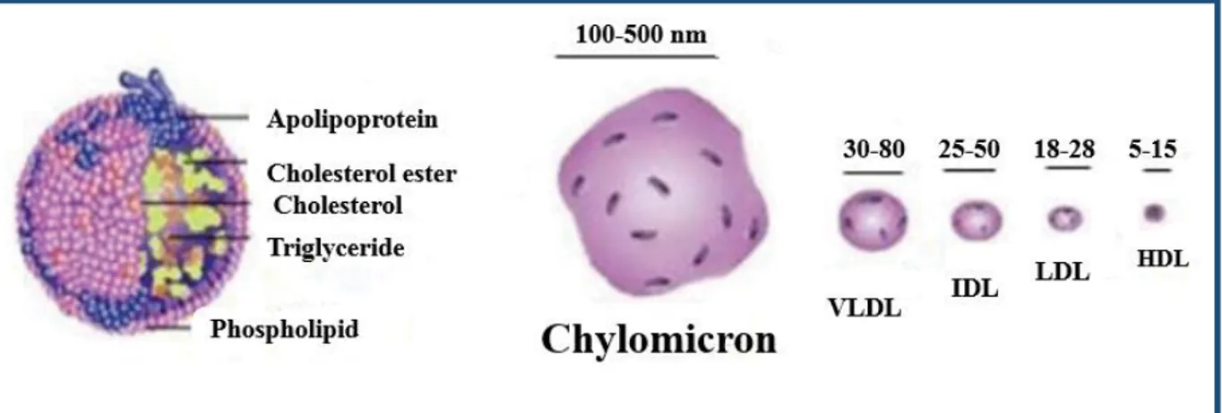 Figure 5. The composition and size of different lipoproteins. 